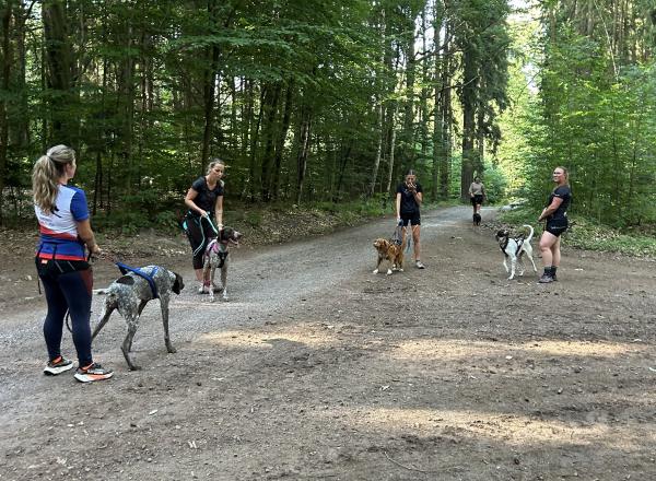 Canicross Dvůr Králové začátečníci